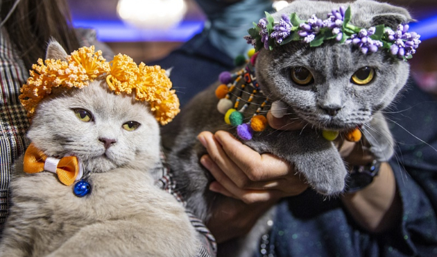 Ankara'da Kedi Güzellik Festivali...