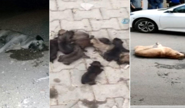 Şehrin her yerinde kan donduran görüntüler!
