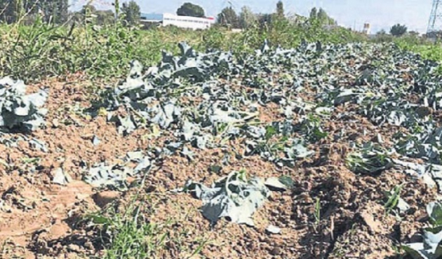 İzmir'de mide bulandıran olay! Zabıta fark etti...