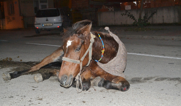 Gebe olan atı ölüme terk ettiler...