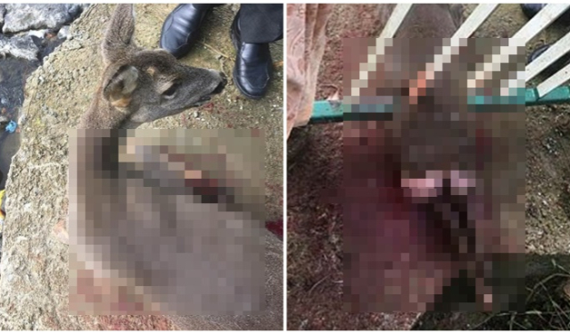 Korkuluğa sıkıştı, köpekler parçaladı!