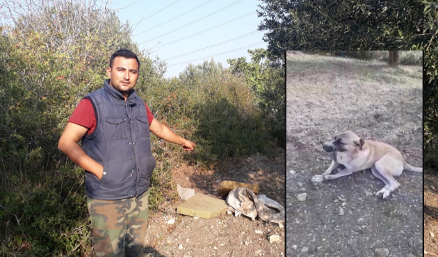 İzmir'de köpeği böyle ölüme terk ettiler...