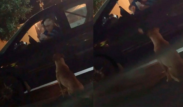 Bağımlı köpek çareyi dilenmekte buldu!