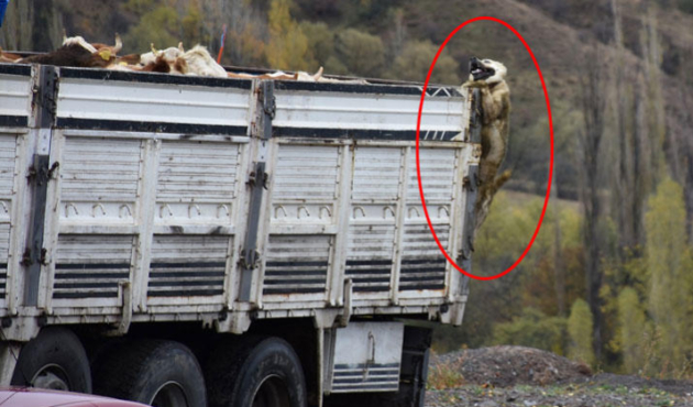 Ardahan'da şoke eden görüntü!