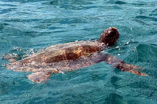 Bodrum'da kaplumbağa dehşeti: 5 kişi yaralandı!