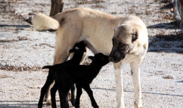 Zonguldak'ta kuzulara annelik yapan köpek 'Kezban'