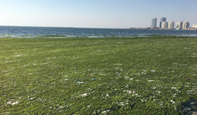 İzmir Körfezi'nde görenleri ürküten manzara!