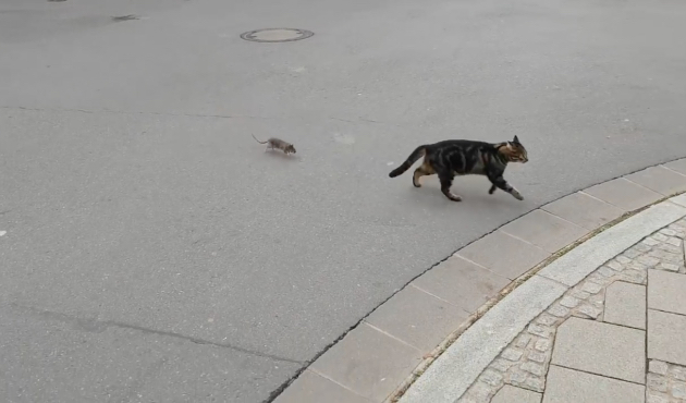 Ava giden kedi avlandı!