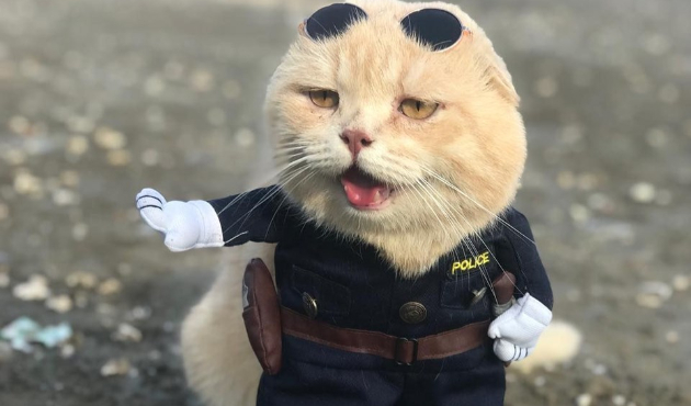 Vietnamlı 'balıkçı' kedi bu sefer 'polis' oldu!