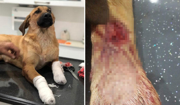 Yavru köpeği, bacaklarından vurdular!