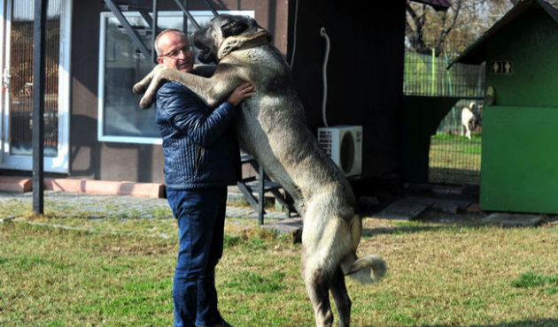 Araç fiyatına kangal! Günde 7 kilo et yiyor