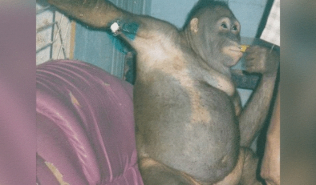 Orangutanı 6 yıl boyunca genelevde çalıştırdılar!