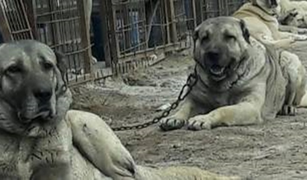 Köpekler, yavru kedileri parçaladı