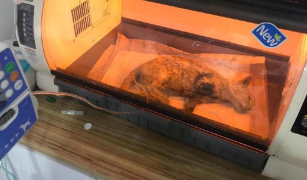 Patisi kesik halde bulunan kedi kurtarılamadı...