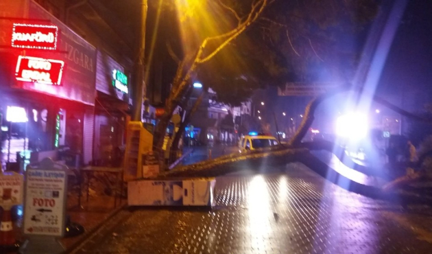 Asırlık çam ağacı yağışa dayanamadı
