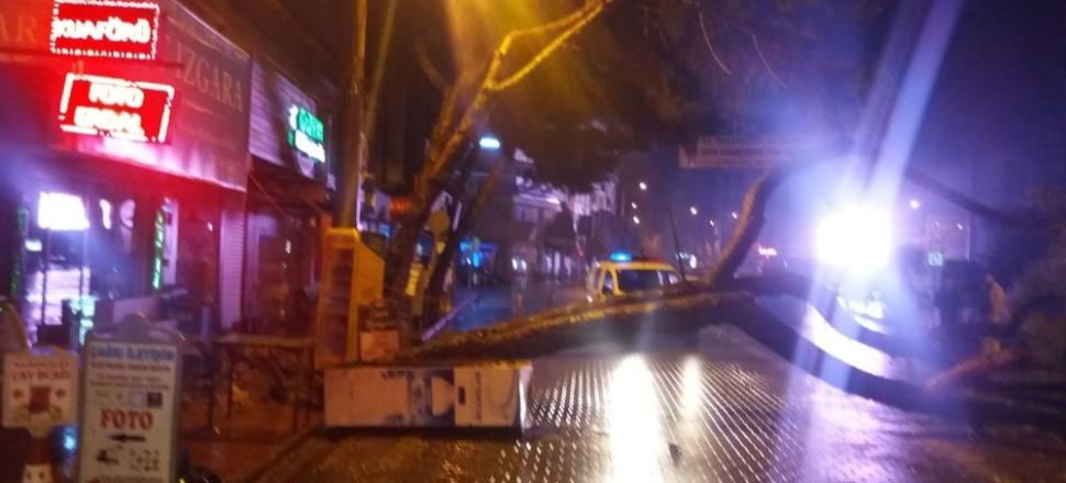 Asırlık çam ağacı yağışa dayanamadı
