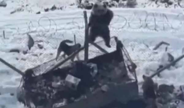 Aç kalan ayı Kato'da askeri bölgeye girdi!