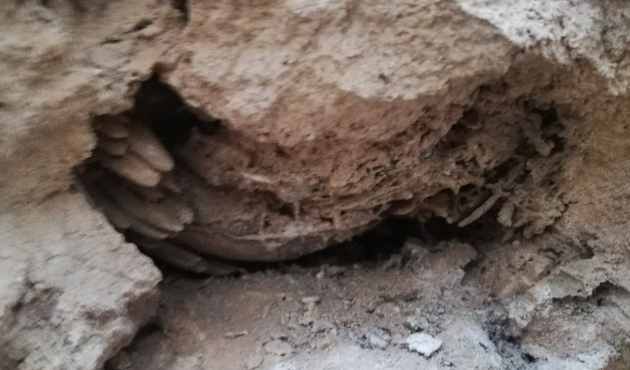 Mardin’de bulunan fosiller için inceleme başlatıldı