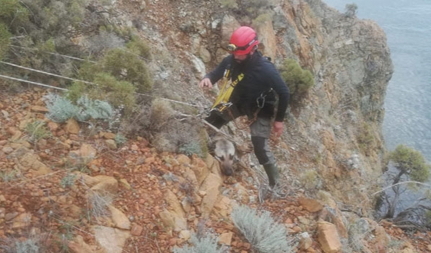 Muğla'nın Dalaman ilçesinde, Uçurumda mahsur kalan köpeği AKUT kurtardı