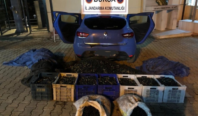 Bursa'da 1 ton zeytin çalan hırsızlar yakalandı!
