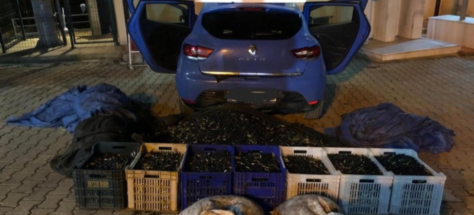 Bursa'da 1 ton zeytin çalan hırsızlar yakalandı!