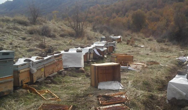 Hakkari'de aç kalan ayılar arı kovanlarına saldırdı