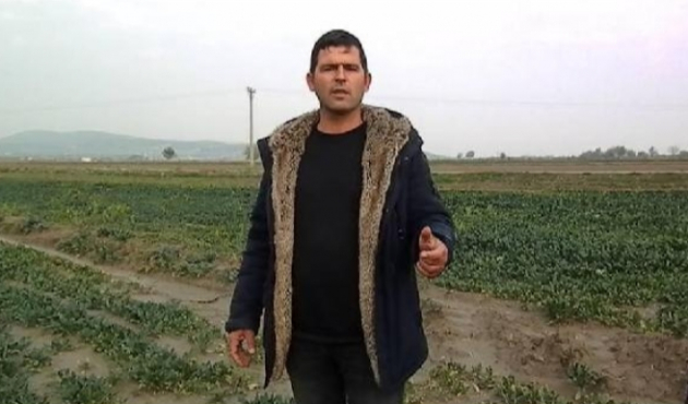 İzmir Foça'da ıspanak tarlada kaldı!