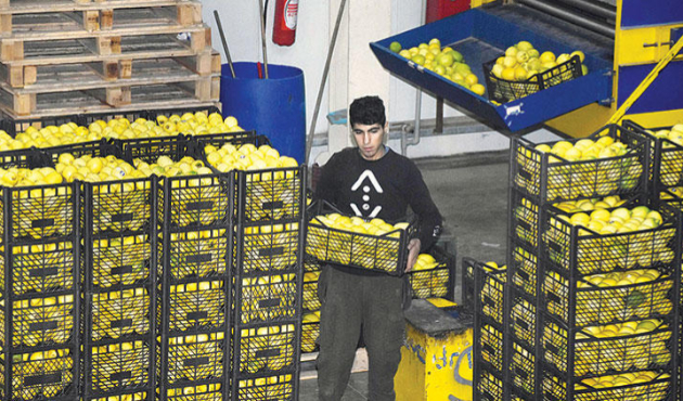 460 ton limon, 17 ton çilek, 30 ton kayısıya engel