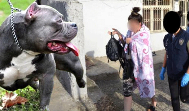Aç pitbullar yaşlı kadına kabusu yaşattı