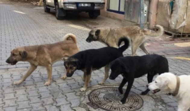 Sokak köpekleri tedirgin ediyor