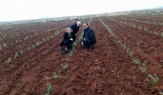 Kilis Lavanta ile buluşuyor