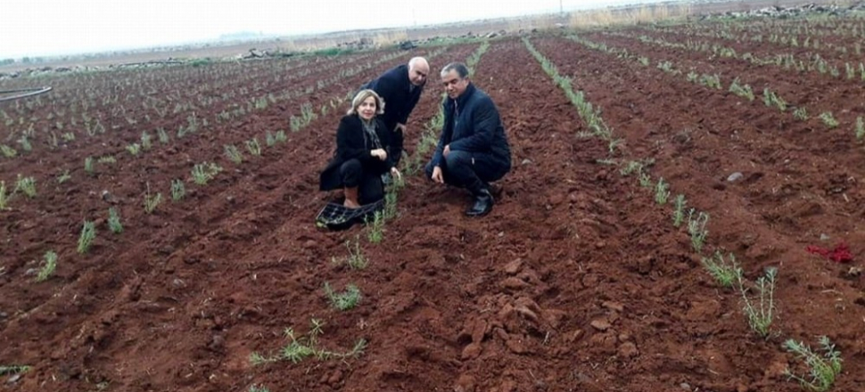 Kilis Lavanta ile buluşuyor
