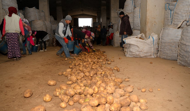 Sertifikalı Ahlat patatesi tohumları yurt dışı pazarında