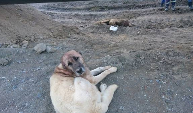 Kurtlar köylünün korkulu rüyası oldu