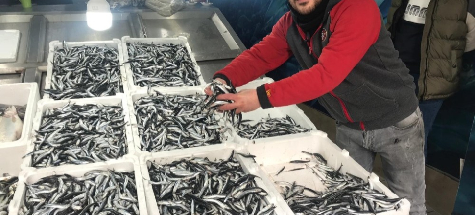 Hamsi satışlarında patlama yaşanıyor