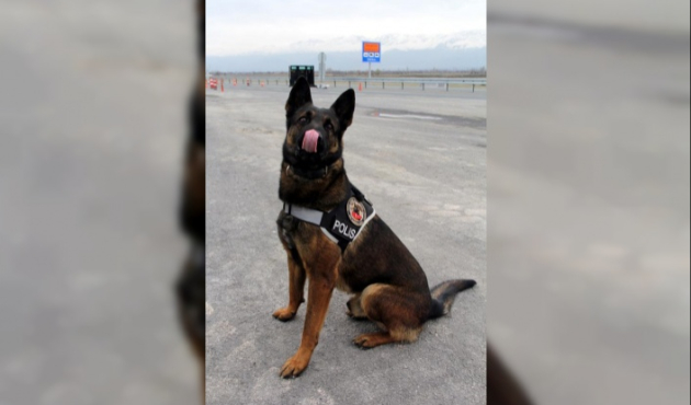Narkotik köpeği 'Odin'in büyük başarısı