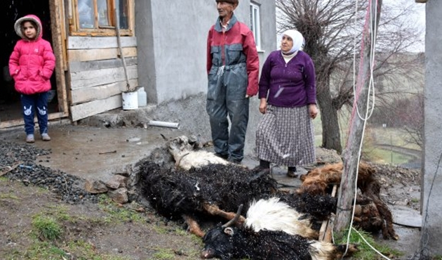 Sivas'ta koyun- keçi vebası paniği