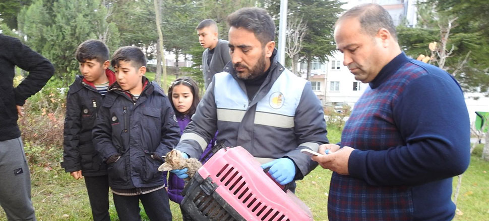 Yavru kediyi işkenceyle öldürdüler