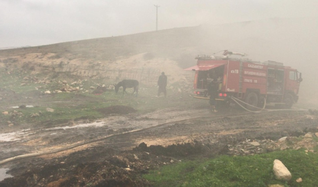 Eşeğin peşinden giden koyunlar yangında telef oldu