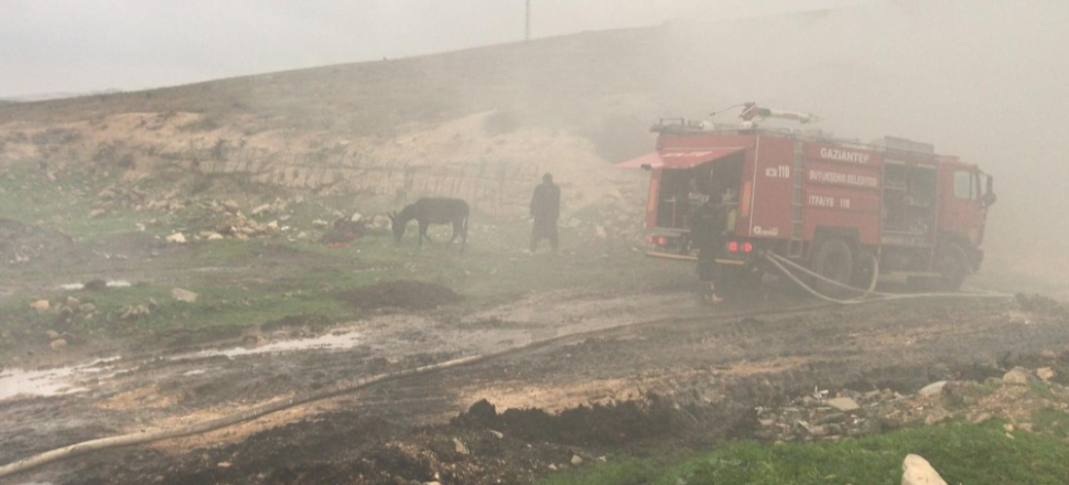 Eşeğin peşinden giden koyunlar yangında telef oldu