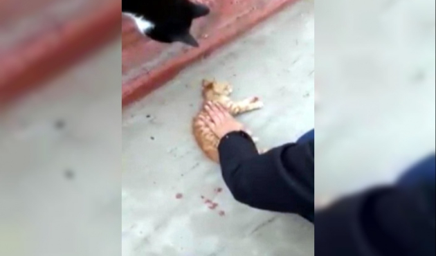 Kedinin duran kalbi masajla çalıştırıldı