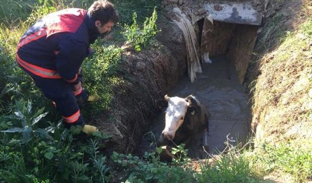 Foseptiğe düşen ineği itfaiye kurtardı