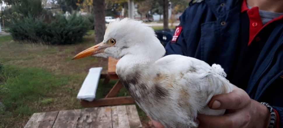 Yaralı sığır balıkçılının yardımına itfaiye koştu