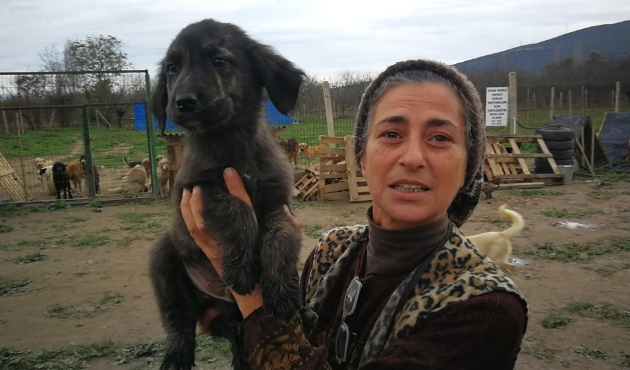Hasta hayvanlar için barınak kurdu