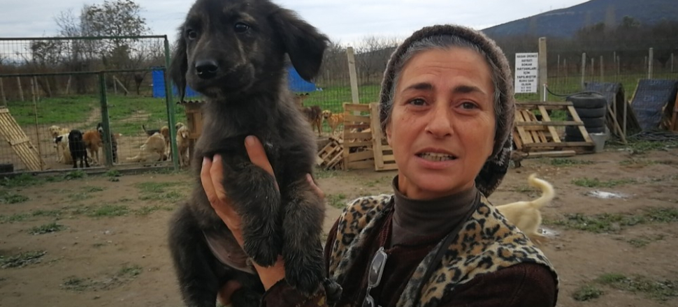 Hasta hayvanlar için barınak kurdu