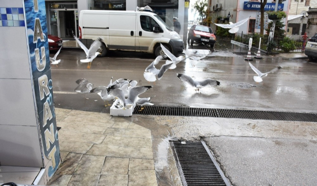 Sinop’ta martıların balık kapma yarışı