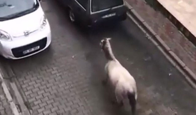 Otomobilinin arkasına iple bağladığı atı sürükledi
