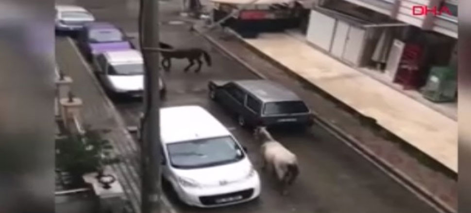 Otomobilinin arkasına iple bağladığı atı sürükledi