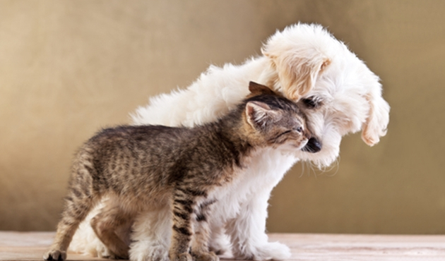 'Kedi-köpek tüyünden korkmayın'
