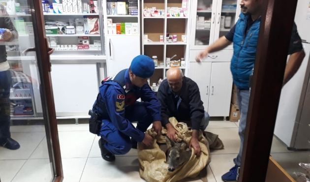 Artvin'de yaralı karaca yavrusuna jandarmadan şefkat eli